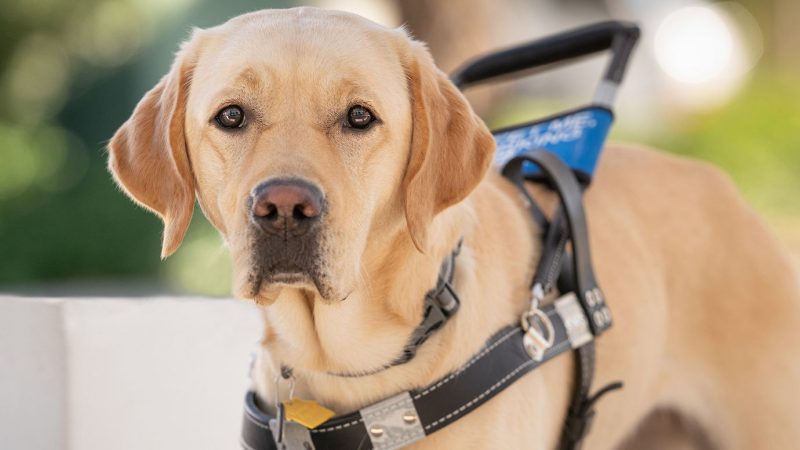 Accessoire pour chien aveugle