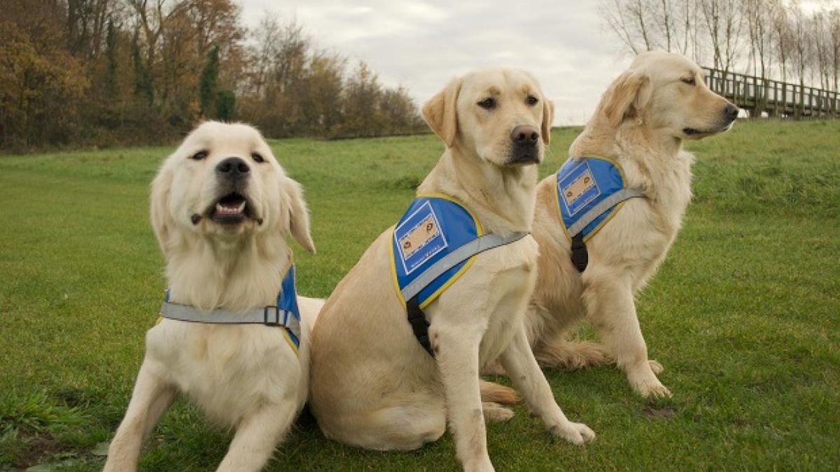 Devenir famille d’accueil pour chien guide d’aveugles