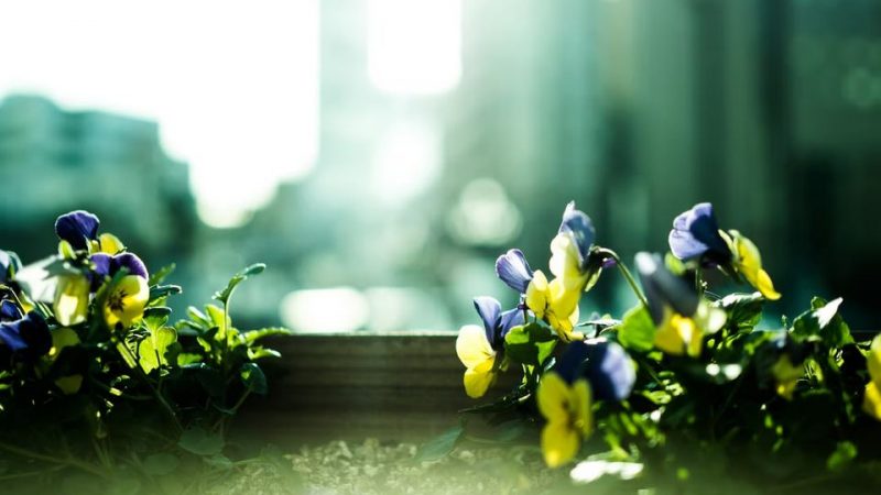 jardiniere